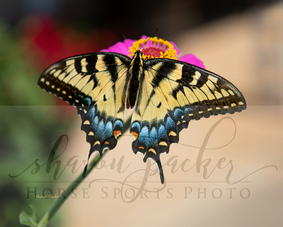 Yellow Swallowtail 10x8
