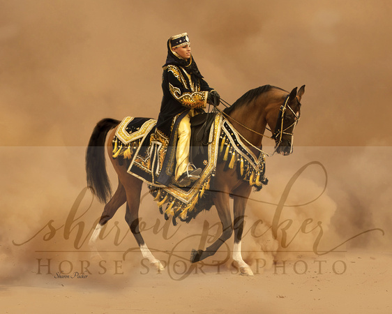 Arabian Glory