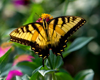 Yellow Swallowtail _10x8